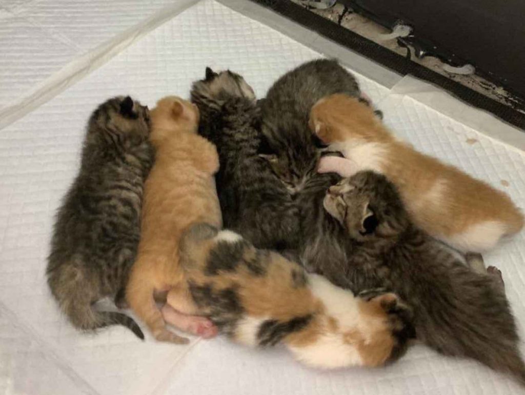 Кошка родила восьмерых котят