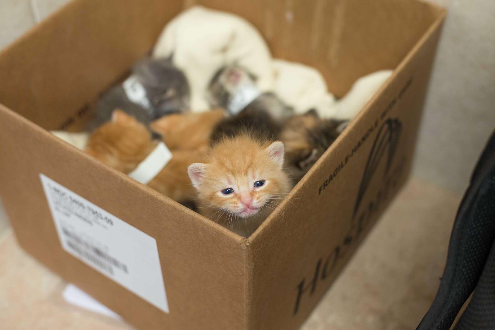 Милые котята в коробке
