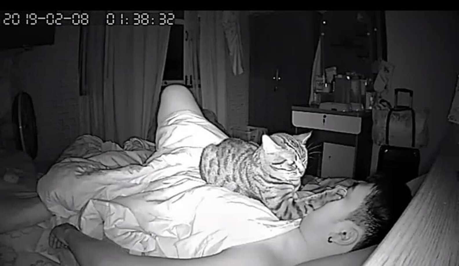 Муж заснял скрытой камерой. Котик залезает на кровать. Коты и хозяева ночью.