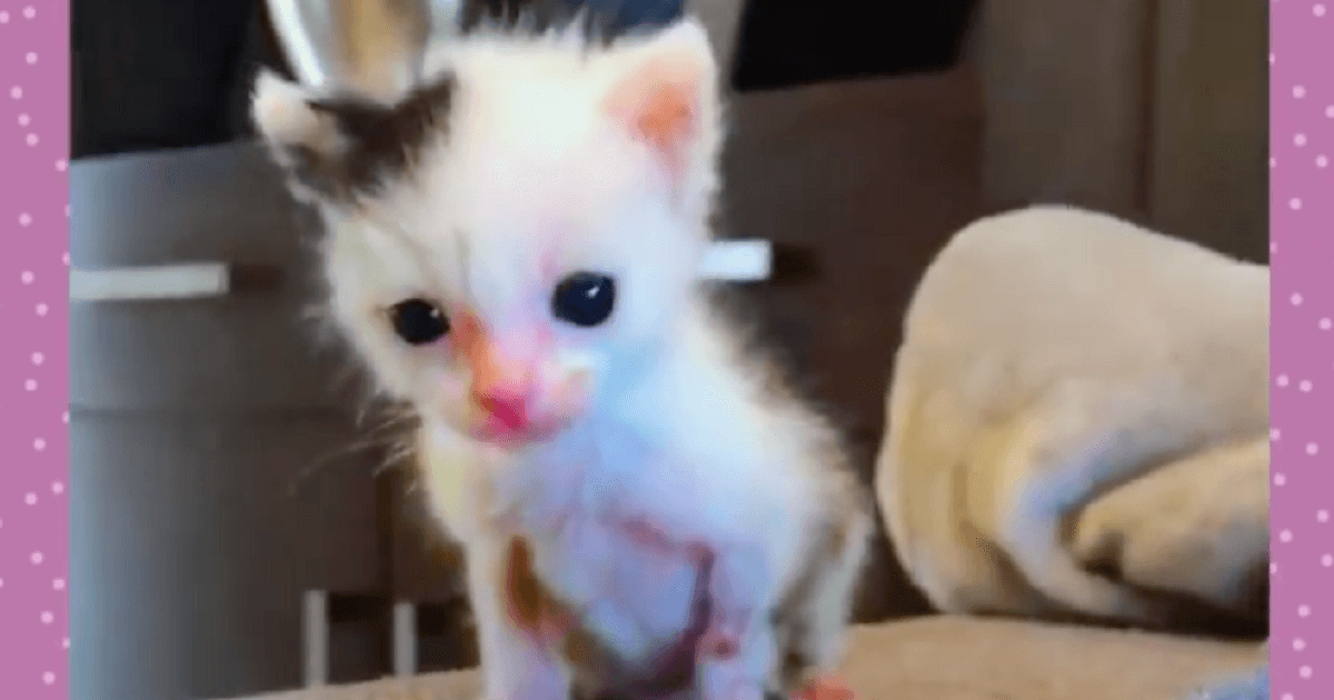 Introducing Starlight The Sunburned Kitten Who Becomes A Beautiful And ...